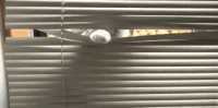 Cat Peeking Through Window Curtains