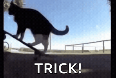 Cat Performing Trick On Skateboard GIF