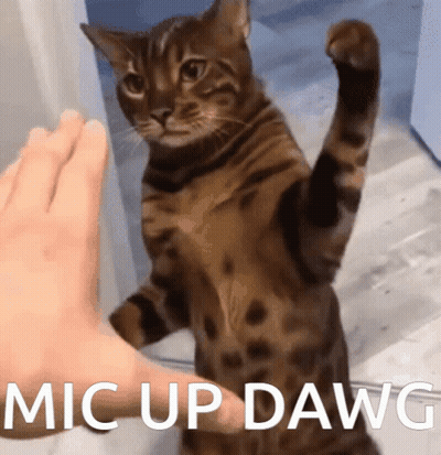 Cat Petted By Foot Mic Up Dawg GIF