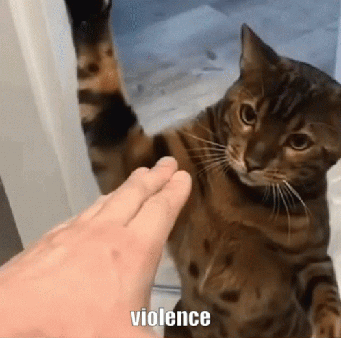 Cat Petted By Hand Looking At Camera GIF