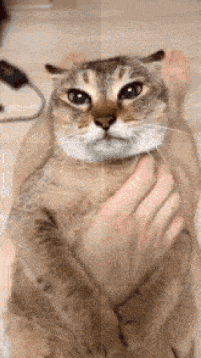 Cat Petted Looking At Camera GIF