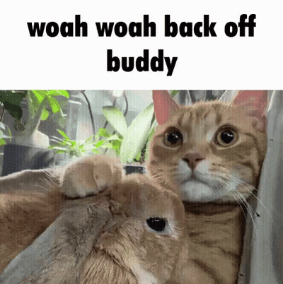 Cat Petting Rabbit Saying Woah Woah Back Off Buddy GIF