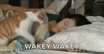 Cat Petting Sleeping Woman Saying Wakey Wakey GIF
