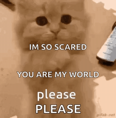 Cat Phone Im So Scared You Are My World Please Please GIF