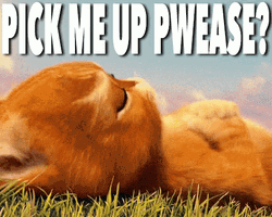 Cat Pick Me Up Please GIF