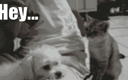 Cat Pimp Slap Five Fingers GIF