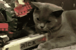Cat Playing A Train Toy GIF