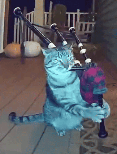Cat Playing Bagpipe With Skull GIF