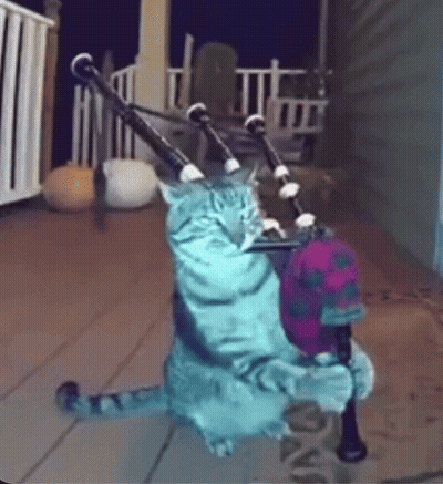 Cat Playing Bagpipes With Hat GIF