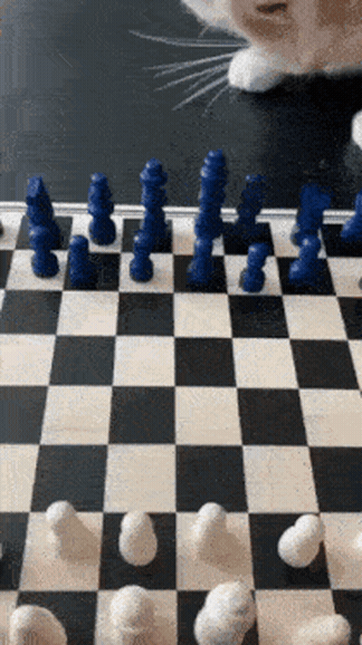 Cat Playing Chess GIF