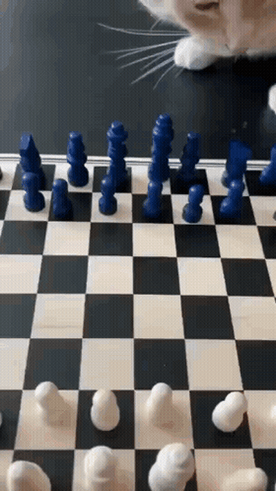Cat Playing Chess GIF