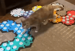 Cat Playing Game On Carpet GIF