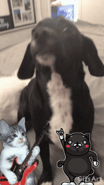 Cat Playing Guitar Next To Dog And Black Cat GIF