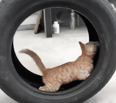 Cat Playing In Tire Swing GIF