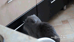 Cat Playing Innocent GIF