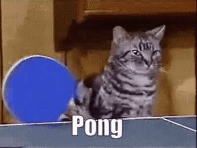 Cat Playing Ping Pong With Blue Paddle GIF