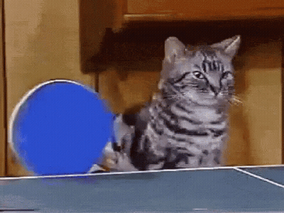 Cat Playing Ping Pong With Blue Racket GIF