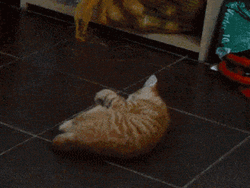 Cat Playing Potato GIF