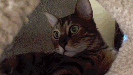 Cat Playing Tease Game GIF
