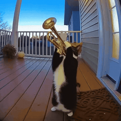 Cat Playing Trumpet On Porch GIF