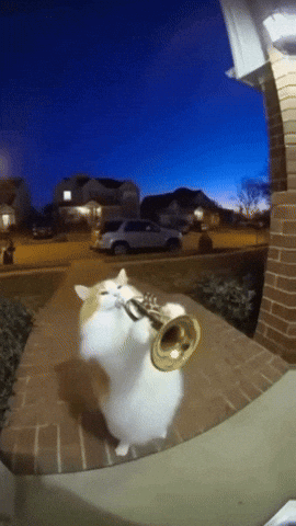 Cat Playing Trumpet GIF