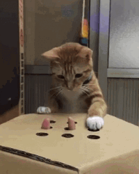 Cat Playing Wack On Hole GIF