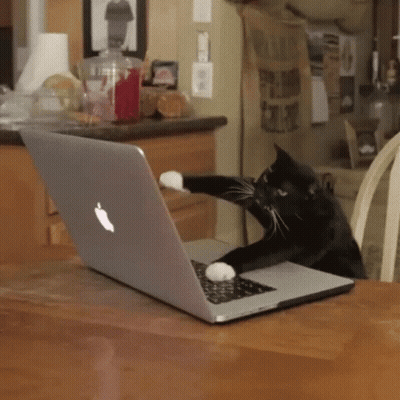 Cat Playing With Apple GIF
