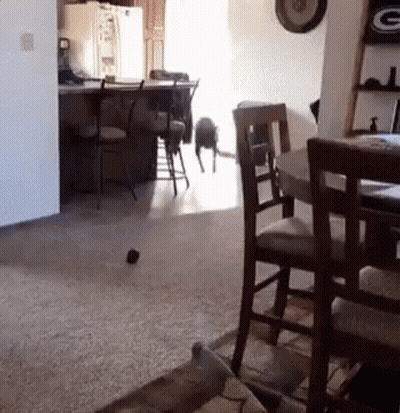 Cat Playing With Ball In Living Room GIF