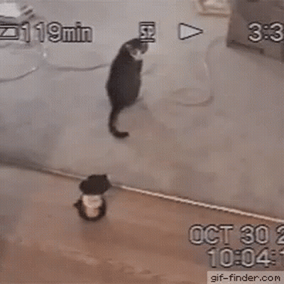 Cat Playing With Ball October 30 2012 GIF