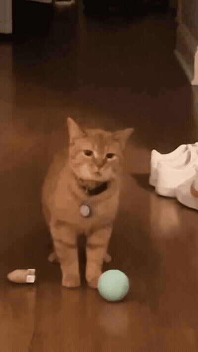 Cat Playing With Ball On Wooden Floor GIF