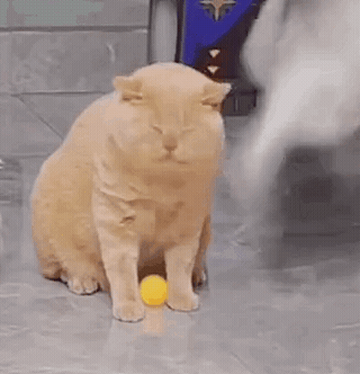 Cat Playing With Ball GIF