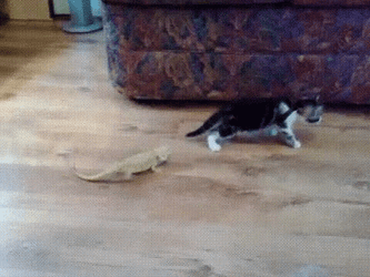 Cat Playing With Bearded Dragon GIF