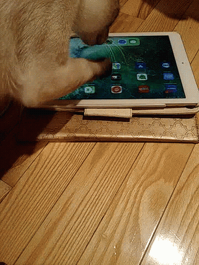 Cat Playing With Broken Screen Tablet GIF