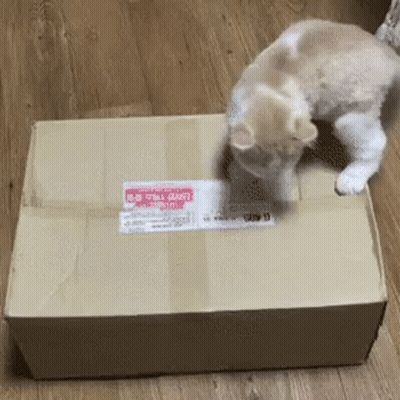 Cat Playing With Cardboard Box Saying A GIF