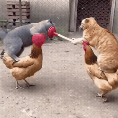 Cat Playing With Chicken GIF