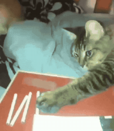 Cat Playing With Cigarette Box With Letters I And II GIF