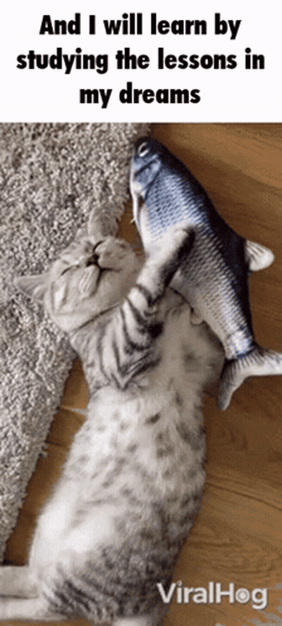 Cat Playing With Fish Saying And I Will Learn By Studying The Lessons In My Dreams GIF