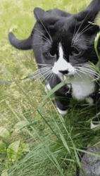 Cat Playing With Grass GIF