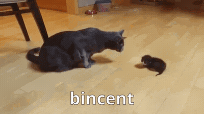 Cat Playing With Kitten GIF