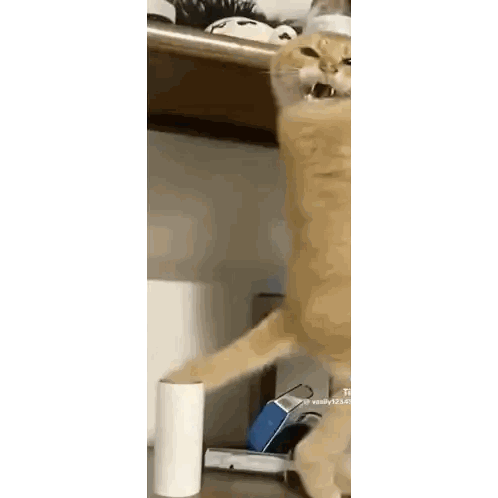 Cat Playing With Paper Towels Sticker