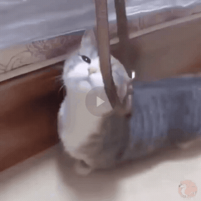 Cat Playing With Person's Leg GIF