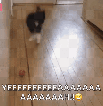 Cat Playing With Red Ball GIF