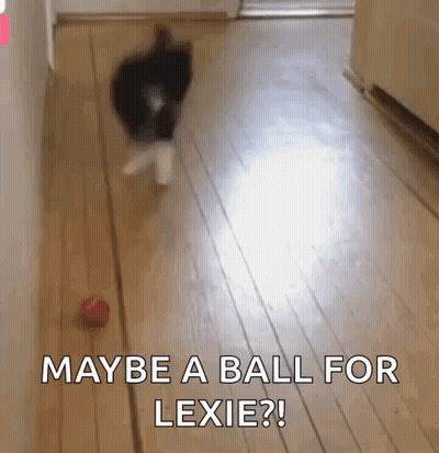 Cat Playing With Red Ball Saying Maybe A Ball For Lexie GIF