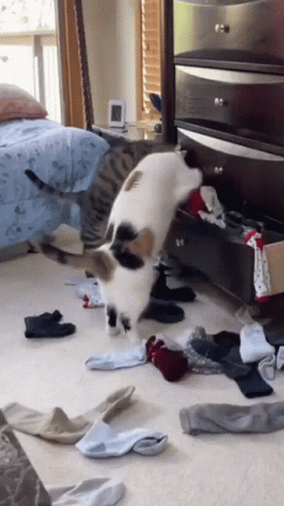 Cat Playing With Socks GIF