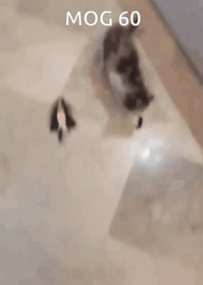 Cat Playing With Toy 60 GIF