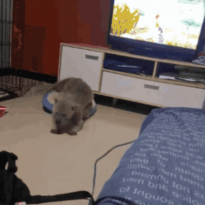 Cat Playing With Toy In Front Of TV GIF
