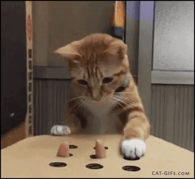Cat Playing With Toy On Table GIF