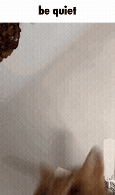 Cat Playing With Toy Saying Be Quiet GIF