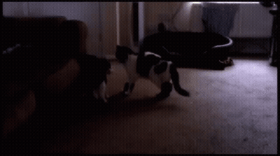 Cat Playing With Two Lightsabers In Dark GIF