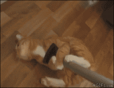 Cat Playing With Vacuum Cleaner GIF